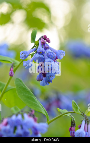 Virginia bluebells (mertensia virginica) Stockfoto