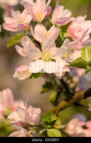 Wilden Holzapfel (Malus Sylvestris Subspecies Orientalis) Stockfoto