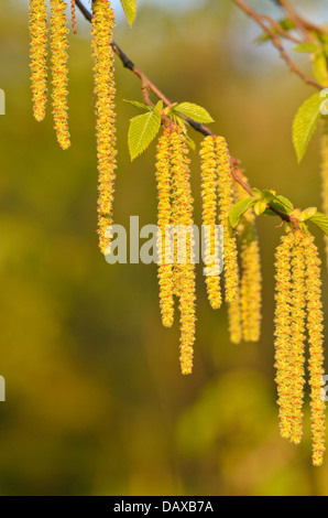 Europäische hop Hornbeam (Ostrya carpinifolia) Stockfoto