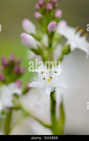 Bog-bean (menyanthes Dreiblättrige) Stockfoto