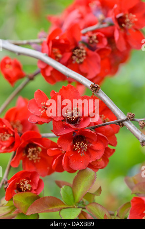 Blühende Quitte (chaenomeles x superba) Stockfoto