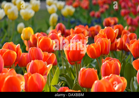 Darwin Tulpe (Tulipa ad Rem) Stockfoto