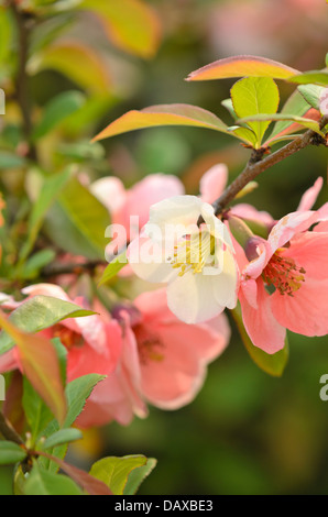 Chinesischer Quitte (chaenomeles speciosa 'moerloosei') Stockfoto