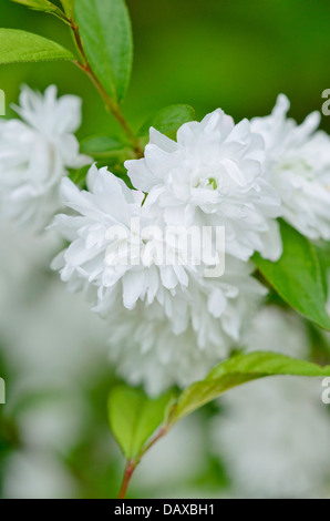 Chinesische bush Berry (Prunus glandulosa Alboplena'') Stockfoto