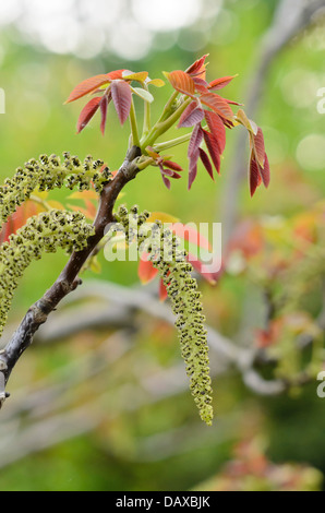 Englisch Walnuss (Juglans regia) Stockfoto