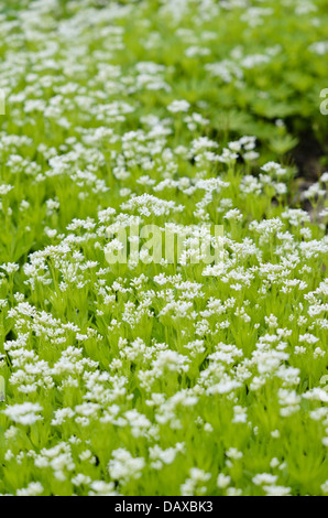 Waldmeister (Galium Odoratum) Stockfoto