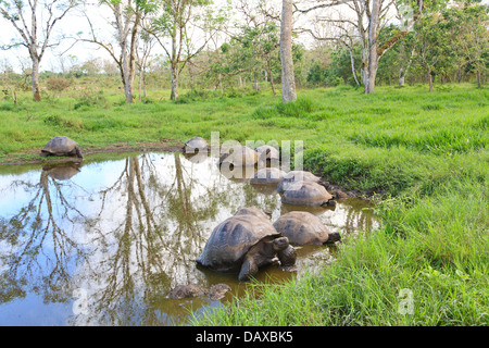 Riesenschildkröten, El Chato Reservat Santa Cruz Island, Galapagos-Inseln, Ecuador Stockfoto