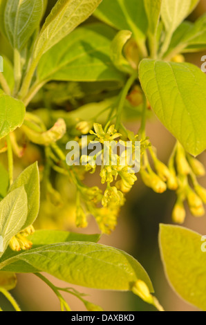 Sassafras albidum Stockfoto