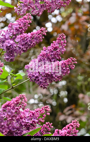 Flieder (Syringa vulgaris 'Andenken ein Ludwig späth') Stockfoto