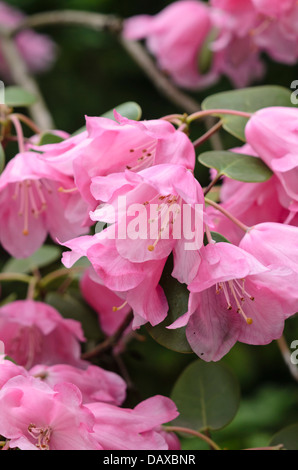 Rund - Blatt Rhododendron (Rhododendron orbiculare) Stockfoto