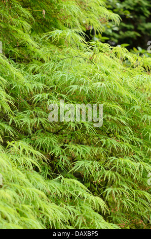 Japanischer Ahorn (Acer palmatum 'dissectum') Stockfoto