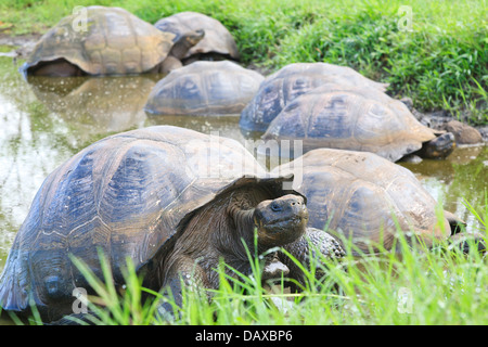 Riesenschildkröten, El Chato Reservat Santa Cruz Island, Galapagos-Inseln, Ecuador Stockfoto