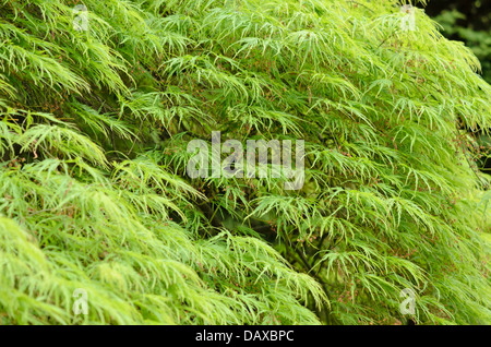 Japanischer Ahorn (Acer palmatum 'dissectum') Stockfoto