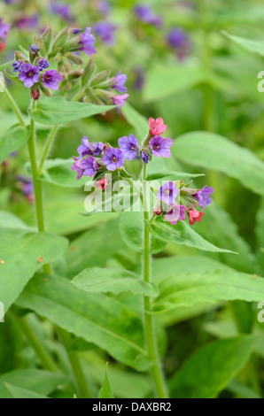 Haarige lungenkraut (pulmonaria Mollis) Stockfoto