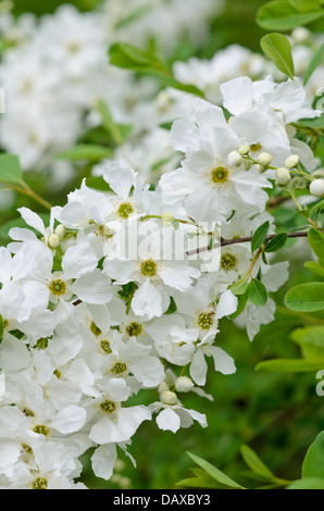 Pearl bush (exochorda macrantha x) Stockfoto