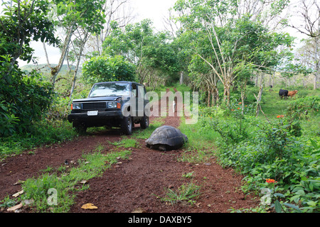 Riesenschildkröten, El Chato Reservat Santa Cruz Island, Galapagos-Inseln, Ecuador Stockfoto