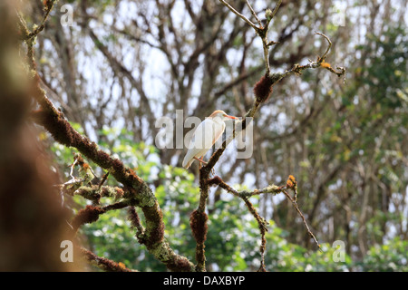 Silberreiher, Ardea Alba, auch bekannt als gemeinsame Egret, großen Reiher oder große weiße Reiher, El Chato Reservat, Insel Santa Cruz, Gala Stockfoto