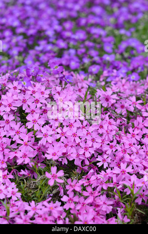 Moss Phlox (Phlox subulata) Stockfoto