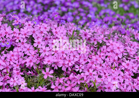 Moss Phlox (Phlox subulata) Stockfoto
