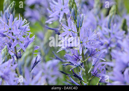 Große camas (Camassia leichtlinii) Stockfoto