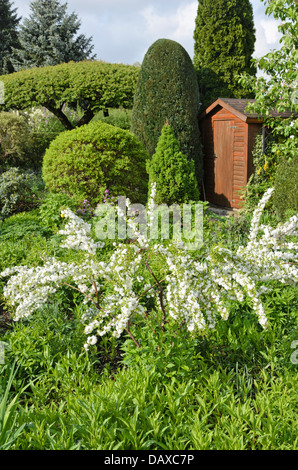 Chinesische bush Berry (Prunus glandulosa 'Alboplena') in einem beständigen Garten. Design: Marianne und Detlef lüdke Stockfoto