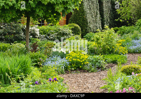 Sibirische bugloss (brunnera macrophylla Syn. myosotis macrophylla) und Polster Wolfsmilch (Euphorbia polychroma Syn. euphorbia epithymoides) in einem mehrjährig Stockfoto