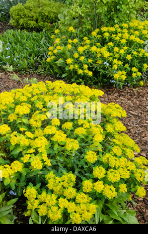 Kissen Wolfsmilch (Euphorbia polychroma Syn. euphorbia epithymoides) Stockfoto