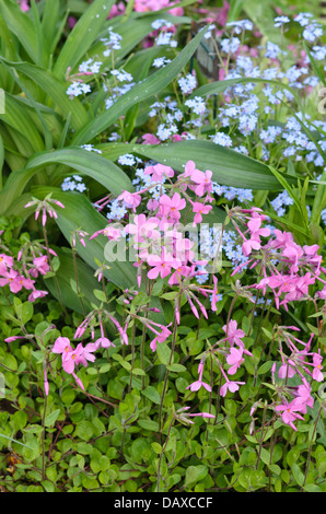 Kriechenden Phlox (Phlox stolonifera 'violett Velvet") und Sibirische bugloss (brunnera macrophylla Syn. myosotis macrophylla) Stockfoto