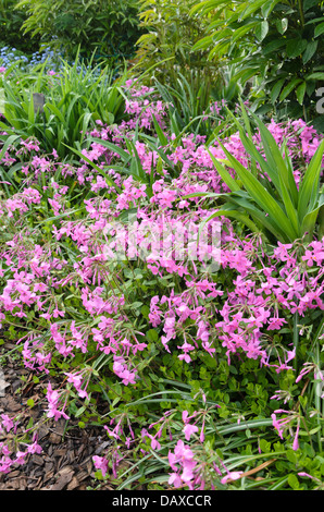 Kriechenden Phlox (Phlox stolonifera 'violett Velvet") Stockfoto