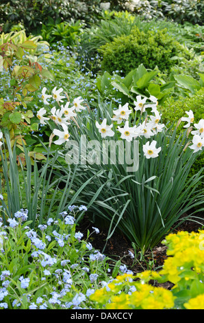 Der dichter Narzisse (Narcissus poeticus) Stockfoto