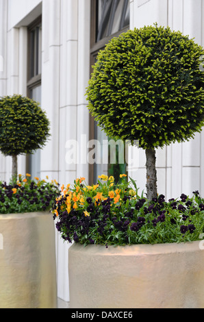 Gemeinsame Eibe (Taxus Whipplei) und Veilchen (Viola) Stockfoto