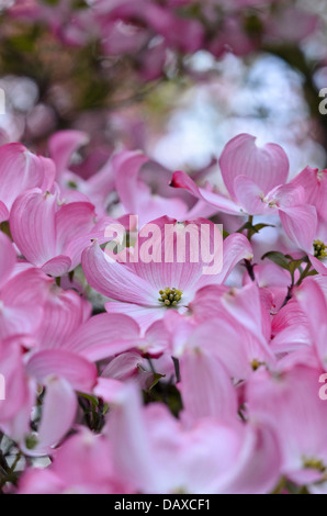 Östlichen blühende Hartriegel (cornus Florida Rubra') Stockfoto