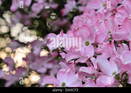 Östlichen blühende Hartriegel (cornus Florida Rubra') Stockfoto