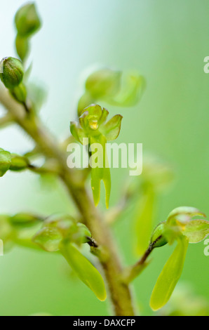 Common twayblade (listera ovata Syn. neottia Ovata) Stockfoto