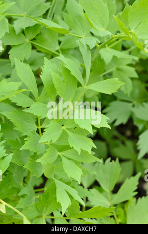 Liebstöckel (Levisticum officinale) Stockfoto