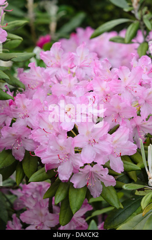 Die smirnow Rhododendron (Rhododendron smirnowii) Stockfoto