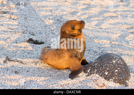 Galapagos-Seelöwe pup, Zalophus Wollebaeki, La Loberia, Strand, San Cristobal Insel, Galapagos-Inseln, Ecuador Stockfoto