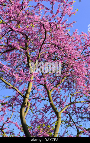 Europäische redbud (Cercis siliquastrum) Stockfoto