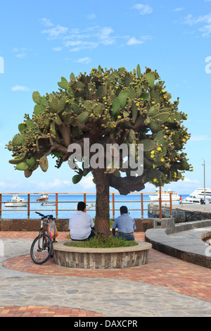 Puerto Baquerizo Moreno, San Cristobal Insel, Galapagos-Inseln, Ecuador Stockfoto