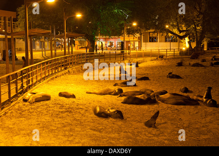 Seelöwen, schlafen, Puerto Baquerizo Moreno, San Cristobal Insel, Galapagos-Inseln, Ecuador Stockfoto
