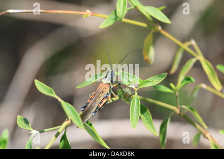 Große bemalte Locust, Schistocerca Melanocera, Santa Cruz Island, Galapagos-Inseln, Ecuador Stockfoto