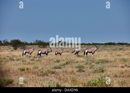 Herde von Oryx (Oryx Gazella), Central Kalahari Game Reserve, Botswana, Afrika Stockfoto