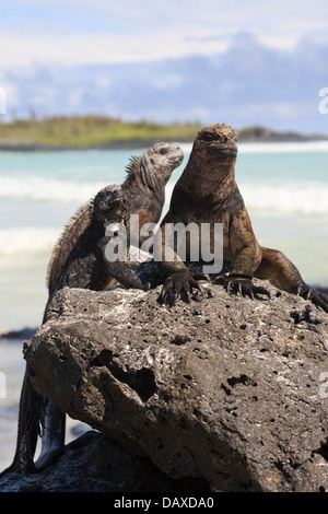 Marine Iguana Amblyrhynchus Cristatus, Tortuga Bay Beach, Santa Cruz Island, Galapagos-Inseln, Ecuador Stockfoto