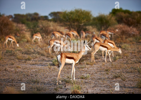 Herde von Springbok (Antidorcas Marsupialis), Central Kalahari Game Reserve, Botswana, Afrika Stockfoto