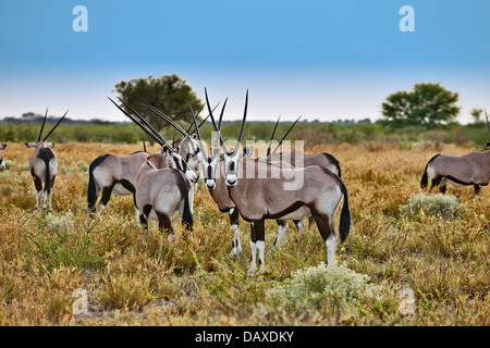 Herde von Oryx (Oryx Gazella), Central Kalahari Game Reserve, Botswana, Afrika Stockfoto