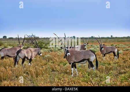 Herde von Oryx (Oryx Gazella), Central Kalahari Game Reserve, Botswana, Afrika Stockfoto