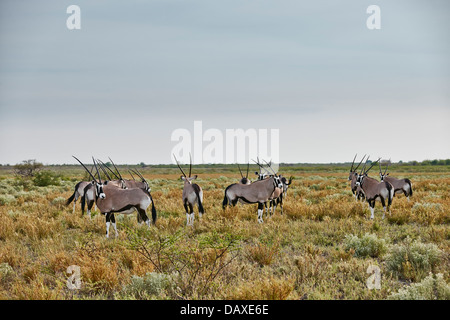 Herde von Oryx (Oryx Gazella), Central Kalahari Game Reserve, Botswana, Afrika Stockfoto