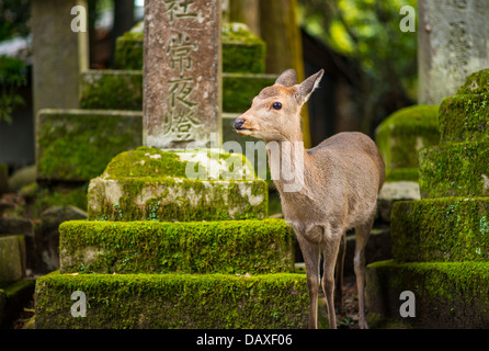 Nara Rehe herumlaufen frei in Nara-Park, Japan. Stockfoto