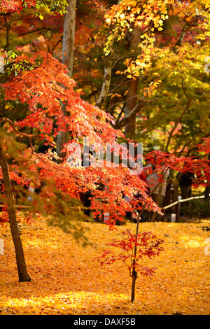 Herbstfarben im Eikando Tempel in Kyoto, Japan. Stockfoto