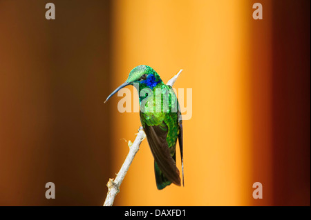 Ein grüner violett-Ohr-Kolibri thront auf einem Bein im Sevegre, in den Tallamanca Bergen des südlichen Costa Rica. Stockfoto